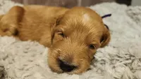 C.S. Lewis , a male Miniature Goldendoodle for sale in Redlands, CA – 5 of 10