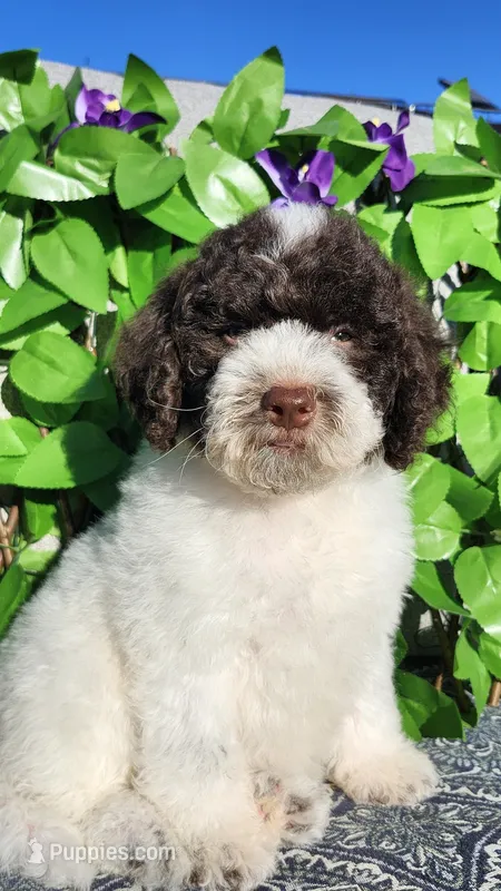 Portobello  – Miniature Bernedoodle puppy for sale in Redlands, CA