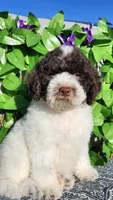 Portobello , a male Miniature Bernedoodle for sale in Redlands, CA – 1 of 10