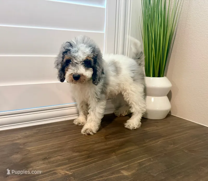 Seaweed Steve (blue eye) – Miniature Bernedoodle puppy for sale in Redlands, CA