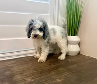 Seaweed Steve (blue eye), a male Miniature Bernedoodle for sale in Redlands, CA – 1 of 10