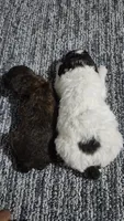 Portobello , a male Miniature Bernedoodle for sale in Redlands, CA – 7 of 10