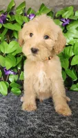 C.S. Lewis , a male Miniature Goldendoodle for sale in Redlands, CA – 3 of 10