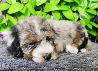Barnacle Bob , a male Miniature Bernedoodle for sale in Redlands, CA – 2 of 10