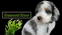 Seaweed Steve (blue eye), a male Miniature Bernedoodle for sale in Redlands, CA – 4 of 10