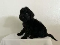 Twain, a male Goldendoodle and Miniature Bernedoodle for sale in Redlands, CA – 3 of 8