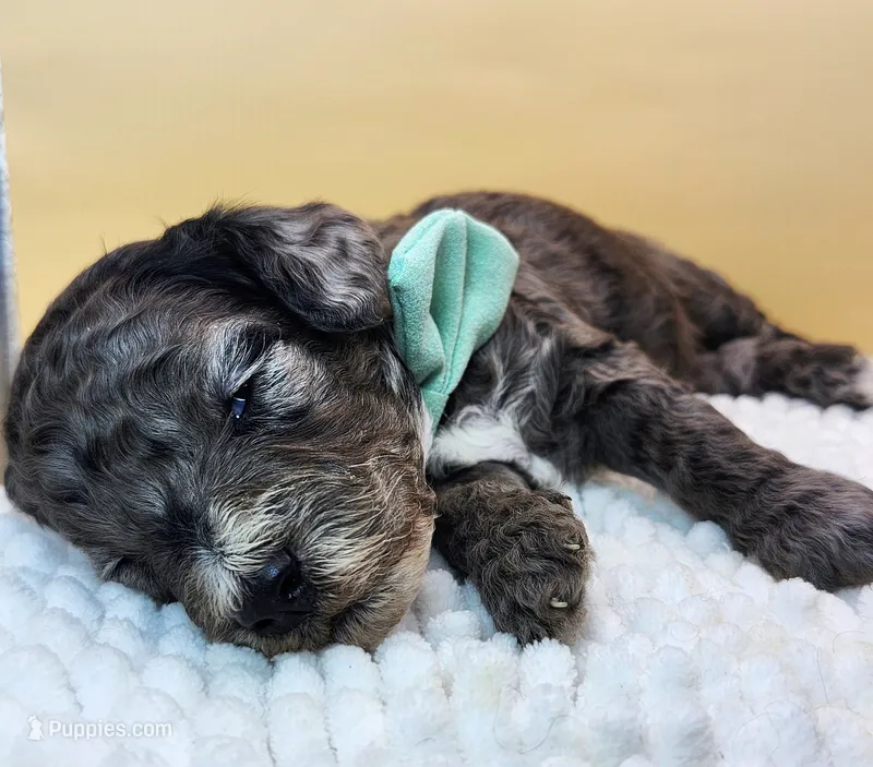 Hermit Crab Henry  – Miniature Bernedoodle puppy for sale in Redlands, CA