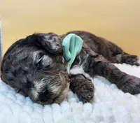 Hermit Crab Henry ( blue eye), a male Miniature Bernedoodle for sale in Redlands, CA – 6 of 10