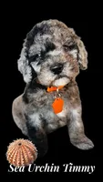 Sea Urchin Timmy (blue eye), a male Miniature Bernedoodle for sale in Redlands, CA – 5 of 10