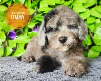 Sea Urchin Timmy (blue eye), a male Miniature Bernedoodle for sale in Redlands, CA – 1 of 10