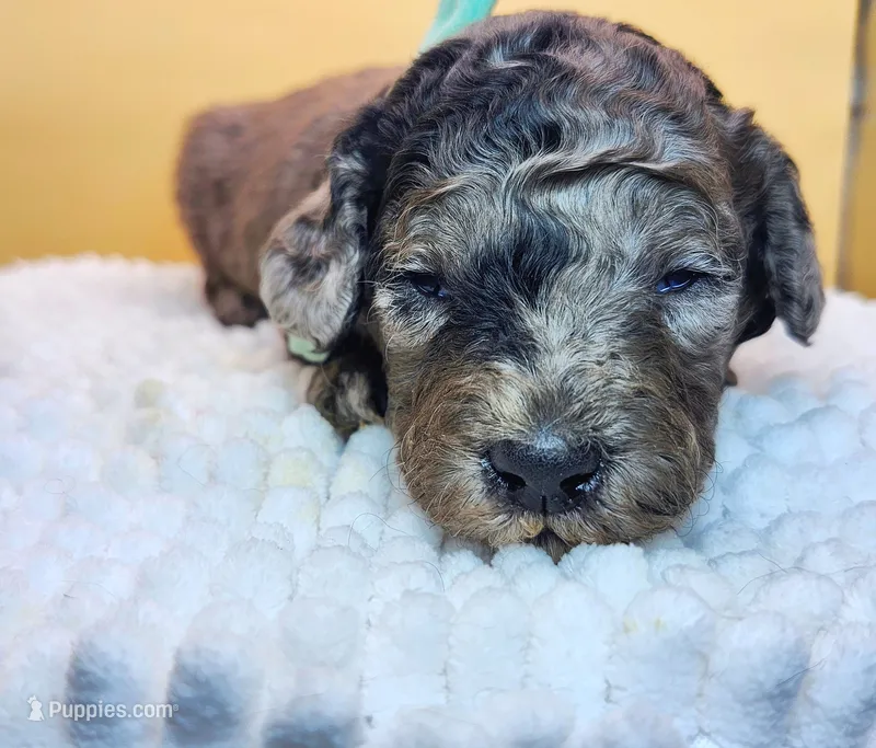 Sea Urchin Timmy  – Miniature Bernedoodle puppy for sale in Redlands, CA