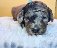 Sea Urchin Timmy , a male Miniature Bernedoodle for sale in Redlands, CA – 1 of 10