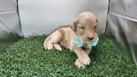 C.S. Lewis , a male Miniature Goldendoodle for sale in Redlands, CA – 7 of 10