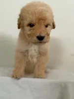 Tennyson , a male Miniature Bernedoodle for sale in Redlands, CA – 2 of 10