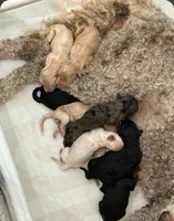 Tennyson , a male Miniature Bernedoodle for sale in Redlands, CA – 7 of 10