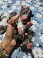 Barnacle Bob , a male Miniature Bernedoodle for sale in Redlands, CA – 5 of 5
