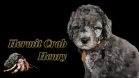 Hermit Crab Henry ( blue eye), a male Miniature Bernedoodle for sale in Redlands, CA – 4 of 10