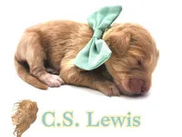 C.S. Lewis , a male Miniature Goldendoodle for sale in Redlands, CA – 6 of 10