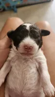 Portobello , a male Miniature Bernedoodle for sale in Redlands, CA – 8 of 10
