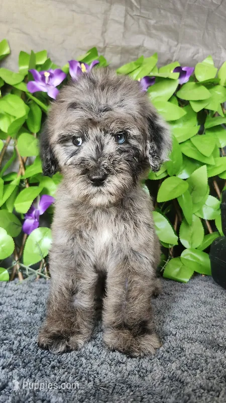 J. Austen – Miniature Bernedoodle puppy for sale in Redlands, CA
