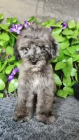 J. Austen, a female Miniature Bernedoodle for sale in Redlands, CA – 1 of 10