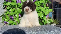 Portobello , a male Miniature Bernedoodle for sale in Redlands, CA – 6 of 10
