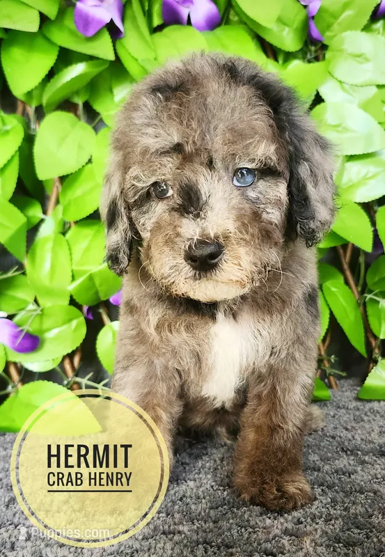 Hermit Crab Henry  – Miniature Bernedoodle puppy for sale in Redlands, CA