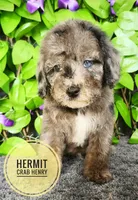 Hermit Crab Henry ( blue eye), a male Miniature Bernedoodle for sale in Redlands, CA – 1 of 10