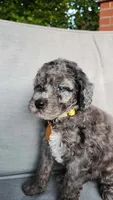 Hermit Crab Henry ( blue eye), a male Miniature Bernedoodle for sale in Redlands, CA – 5 of 10