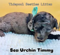Sea Urchin Timmy , a male Miniature Bernedoodle for sale in Redlands, CA – 10 of 10