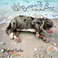Barnacle Bob , a male Miniature Bernedoodle for sale in Redlands, CA – 1 of 5
