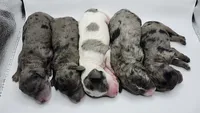 Starfish Sally , a female Miniature Bernedoodle for sale in Redlands, CA – 5 of 9
