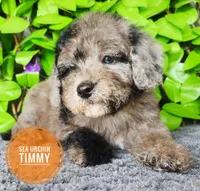 Sea Urchin Timmy (blue eye), a male Miniature Bernedoodle for sale in Redlands, CA – 3 of 10