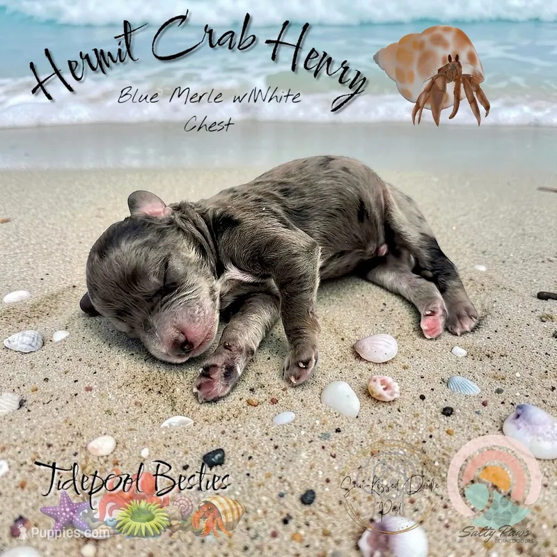 Hermit Crab Henry  – Miniature Bernedoodle puppy for sale in Redlands, CA