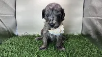 J. Austen, a female Miniature Bernedoodle for sale in Redlands, CA – 10 of 10
