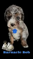 Barnacle Bob , a male Miniature Bernedoodle for sale in Redlands, CA – 5 of 10