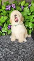 Tennyson , a male Goldendoodle for sale in Redlands, CA – 4 of 9