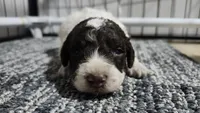 Portobello , a male Miniature Bernedoodle for sale in Redlands, CA – 3 of 10