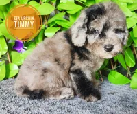 Sea Urchin Timmy (blue eye), a male Miniature Bernedoodle for sale in Redlands, CA – 2 of 10