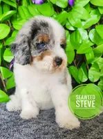 Seaweed Steve (blue eye), a male Miniature Bernedoodle for sale in Redlands, CA – 2 of 10