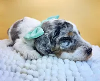 Seaweed Steve (blue eye), a male Miniature Bernedoodle for sale in Redlands, CA – 7 of 10