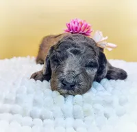 Starfish Sally , a female Miniature Bernedoodle for sale in Redlands, CA – 3 of 9