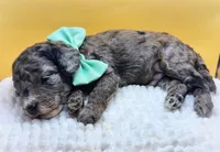 Hermit Crab Henry ( blue eye), a male Miniature Bernedoodle for sale in Redlands, CA – 7 of 10