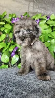 J. Austen, a female Miniature Bernedoodle for sale in Redlands, CA – 2 of 10