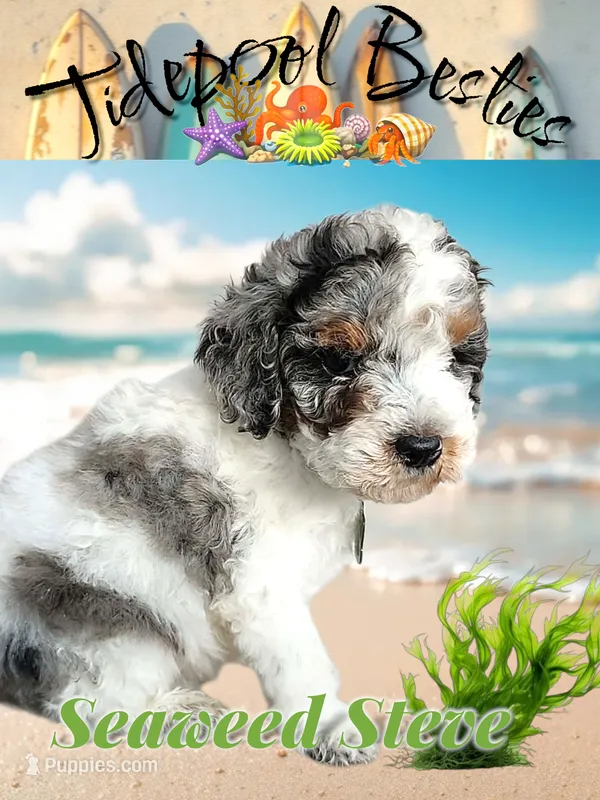 Seaweed Steve – Miniature Bernedoodle puppy for sale in Redlands, CA