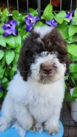 Portobello , a male Miniature Bernedoodle for sale in Redlands, CA – 2 of 10
