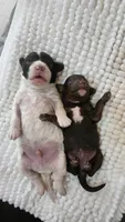 Portobello , a male Miniature Bernedoodle for sale in Redlands, CA – 5 of 10