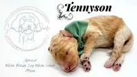 Tennyson , a male Miniature Bernedoodle for sale in Redlands, CA – 4 of 10