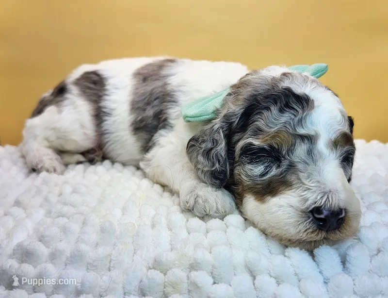 Seaweed Steve – Miniature Bernedoodle puppy for sale in Redlands, CA
