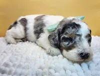 Seaweed Steve (blue eye), a male Miniature Bernedoodle for sale in Redlands, CA – 6 of 10
